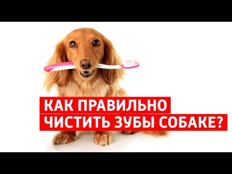 Чем почистить зубы у собаки в домашних условиях Чем почистить зубы у собаки в домашних условиях