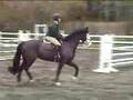 Friesian Cross Zia 