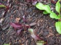 November Garden Update November Garden Update