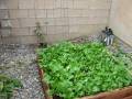 videos de November Garden Update