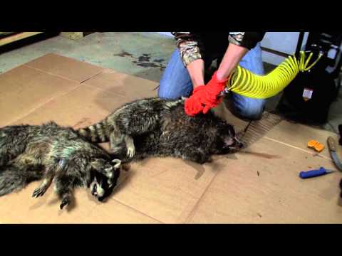 how to skin a raccoon