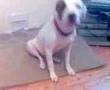 Bulldog Americano video