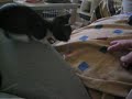 need-help-with-big-kittens-family.html