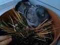 Broody pigeon makes collecting eggs difficult