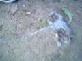 blowing up a dead rat
