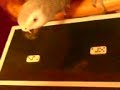 Parrot knows his numbers (all presented randomly) Parrot knows his numbers (all presented randomly)