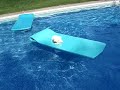 Chloe, a Bichon Frise from France, sunbathing.