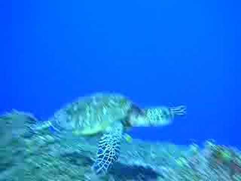 Sea Turtle at Fleming, Tinian
