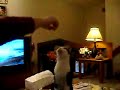 Up Zak (Kitties Like French Fries)