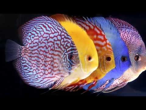 how to care discus fish