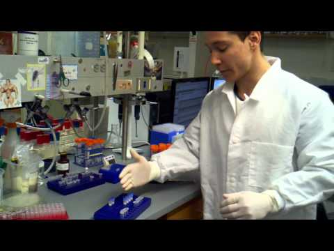 general cloning - making dna oligo stocks for PCR from lyophilized samples.3gp