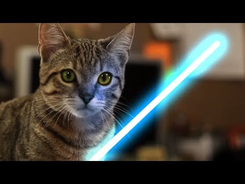 El gatito Jedi tiene la fuerza