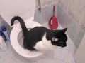 How to Toilet Train your Cat