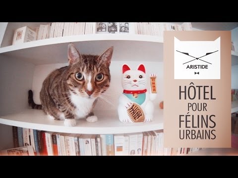 Crowdfunding KKBB / ARISTIDE : Le 1er hôtel pour chats à Paris