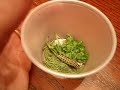 Parasites Killing Our Caterpillars