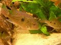 Tonnie aquarium zuid amerika Tonnie aquarium zuid amerika