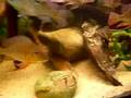 Tonnie aquarium zuid amerika