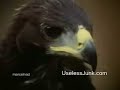 �guila vs Chivo