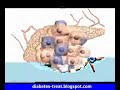 Learn Diabetes Type 1 - Part 1