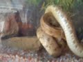 serpiente (tsunami) ataca a indefenso raton