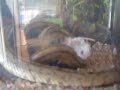 serpiente (tsunami) ataca a indefenso raton