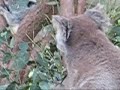 Sydney Taronga Zoo