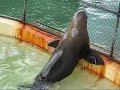 Sydney Taronga Zoo