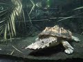 Sydney Taronga Zoo