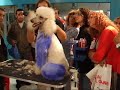 Peluquer�a Canina - Grooming in Argentine