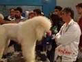 Peluquería Canina - Grooming in Argentine