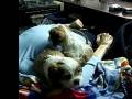videos de New Puppies