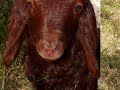 Good Sheepherd - O Bom Pastor