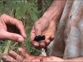 SERRA DO SALITRE - FRUTA DESCONHECIDA