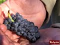 Pinot Paradise