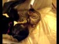 Kitten grooming a dog