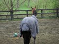 Horse& Lead Rope