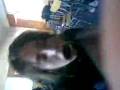 videos de A dieta: III