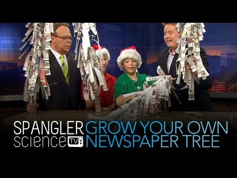 how to grow own christmas tree