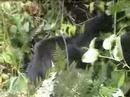 Mountain Gorillas