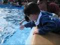videos de Dolphins.wmv