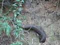 Cottonmouth/ Water Moccasin- Part 2 Cottonmouth/ Water Moccasin- Part 2