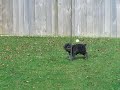 Mini Schnauzer Oscar playing swingball