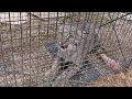 Baby Bobcat