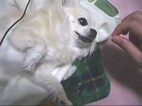 Time for medicine for dog(薬の時間)Youtube(ユーチューブ・ゆーちゅーぶ)・Dailymotion動画