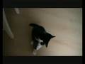 videos de Wiefke Springt