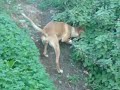 VIDEO 16.MOV afision y zaber