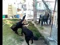rottweiler derin a?aca as?l?yor rottweiler derin a?aca as?l?yor