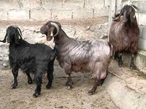 katharoaima katsikia damaskou-siatista.wmv