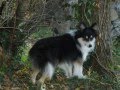 La Bande Annonce Du Blog Sheltie63. ♥