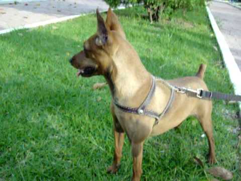 perros Doberman pincher